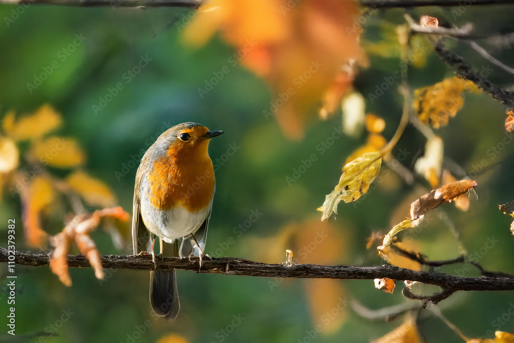 Pettirosso (Erithacus rubecula) appollaiato su un ramo sottile in una soleggiata giornata autunnale. Pettirosso (Erithacus rubecula) appollaiato su un ramo sottile in una soleggiata giornata autunnale.