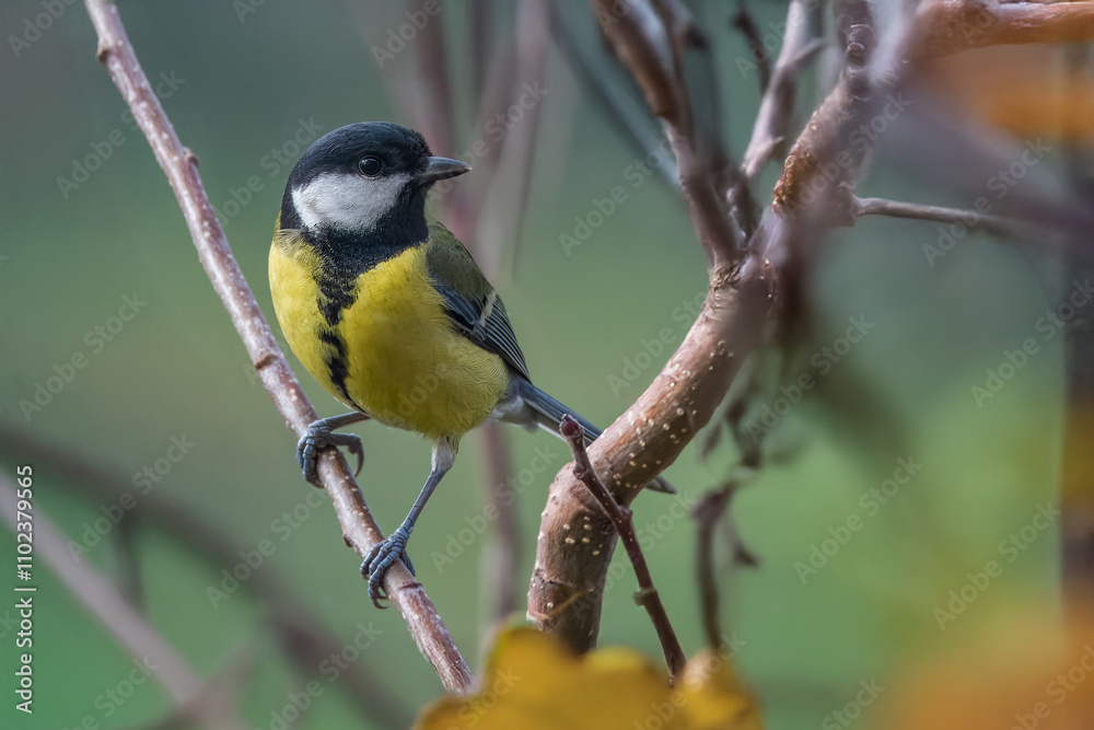 Una cinciallegra (Parus major) artiglia per un attimo un ramo sottile come una bandiera prima di riprendere il volo. Una cinciallegra (Parus major) artiglia per un attimo un ramo sottile come una bandiera prima di riprendere il volo.