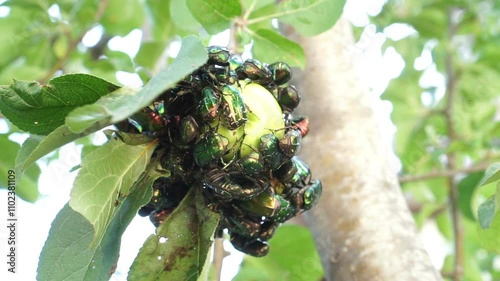 A large group of bronze beetles eat a green apple on a tree branch.