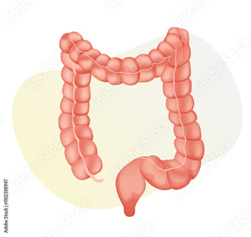 Large Intestine - Stock Illustration