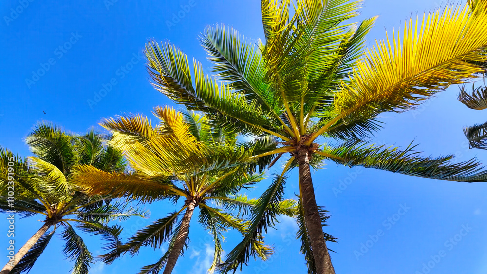 Palm Trees at beautiful Bayfront Park in Miami Florida Palm Trees at beautiful Bayfront Park in Miami Florida