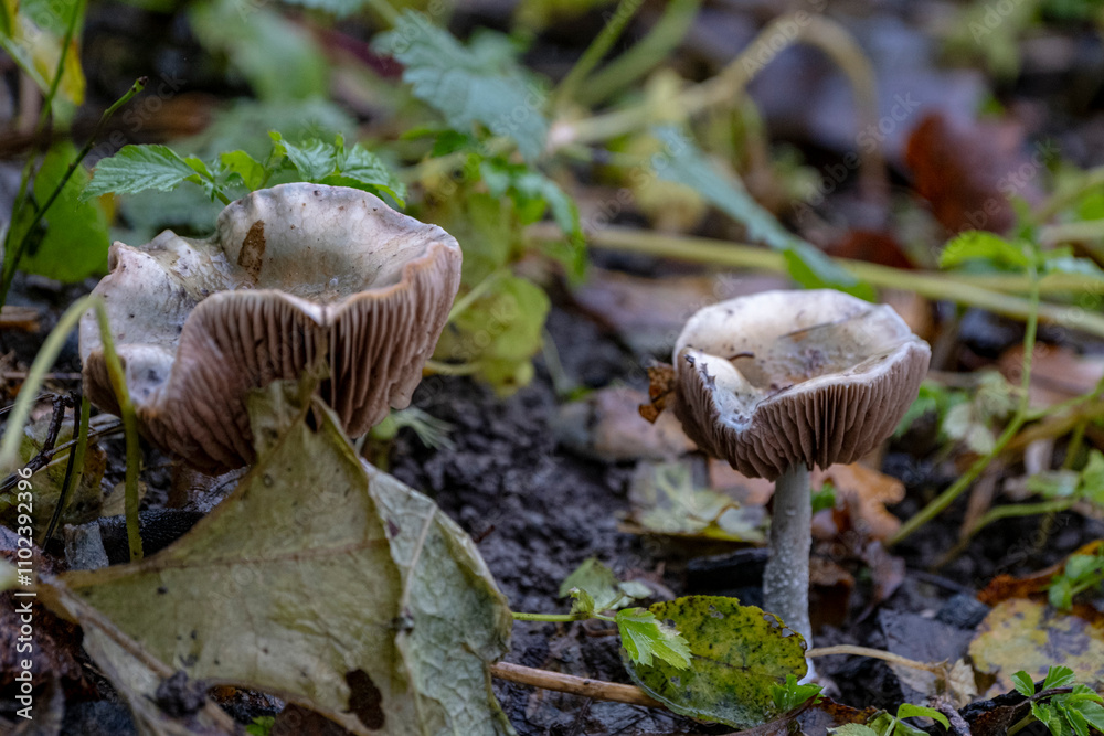 old Stropharia spp. mushrooms with bright green caps and brown gills old Stropharia spp. mushrooms with bright green caps and brown gills