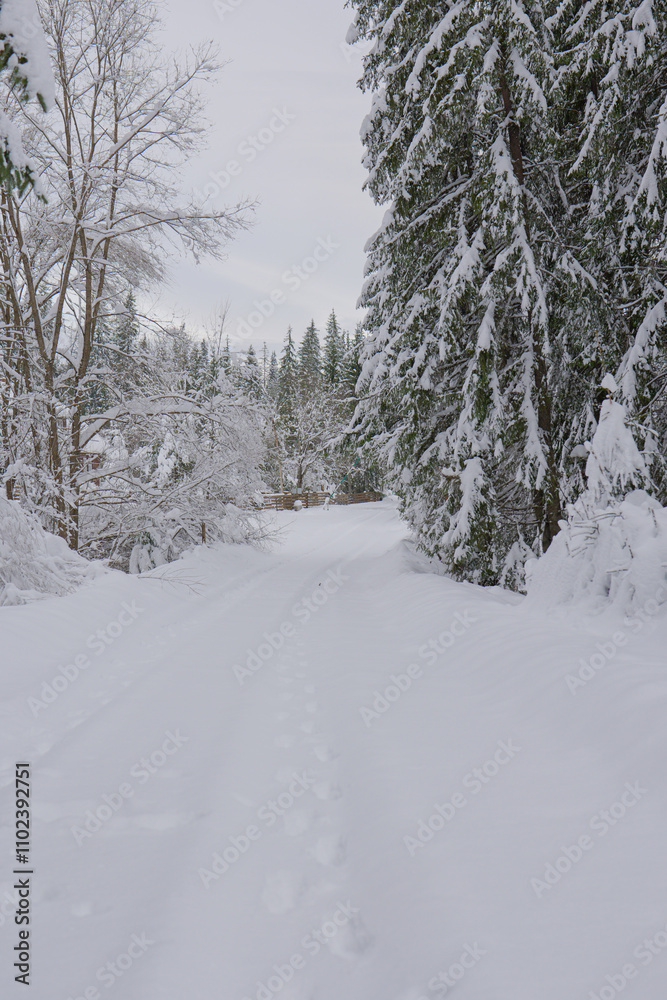 snow covered road