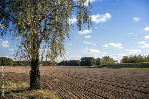 Fototapeta Naklejka Na Ścianę i Meble -  Samotna brzoza przy zaoranych polach