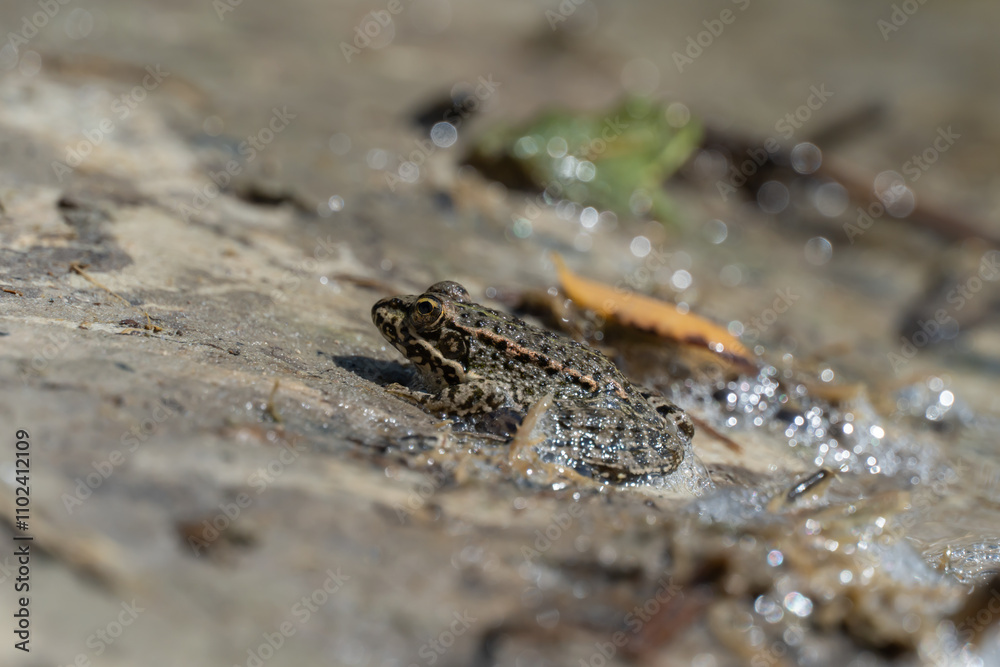Marsh frog sits in lake and watches close-up. Green toad species of tailless amphibians of family ranidae. Single reptile of pelophylax ridibundus common in water. Portrait wet wild animal in pond. Marsh frog sits in lake and watches close-up. Green toad species of tailless amphibians of family ranidae. Single reptile of pelophylax ridibundus common in water. Portrait wet wild animal in pond.