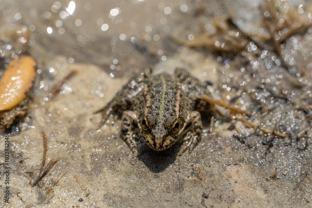 Marsh frog sits in lake and watches close-up. Green toad species of tailless amphibians of family ranidae. Single reptile of pelophylax ridibundus common in water. Portrait wet wild animal in pond. Marsh frog sits in lake and watches close-up. Green toad species of tailless amphibians of family ranidae. Single reptile of pelophylax ridibundus common in water. Portrait wet wild animal in pond.
