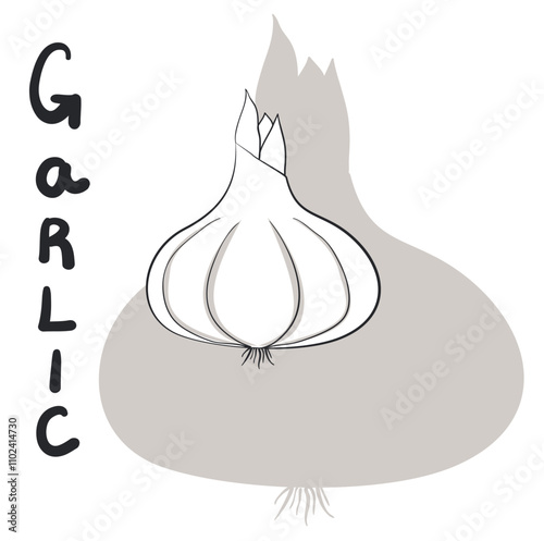 Head of garlic on a shadow background with the inscription garlic. Vector illustration