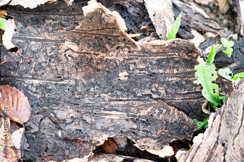 Tree bark infested with bark beetle, galleries and single winding tracks on a dead wood, dieback trees forest, environment damage 