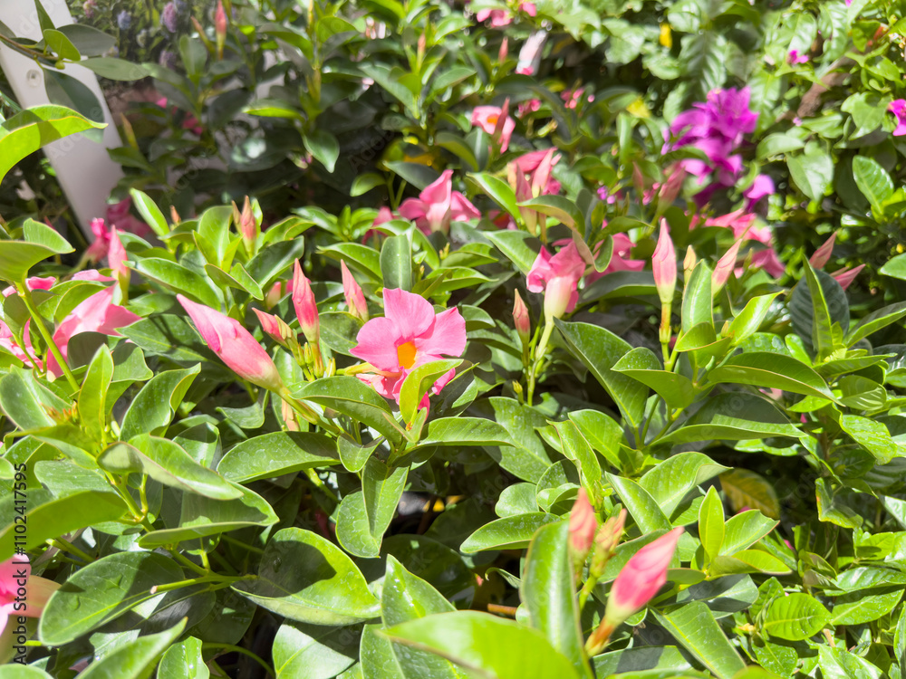 A view of several pink dipladenia plants, on display at a local nursery. A view of several pink dipladenia plants, on display at a local nursery.