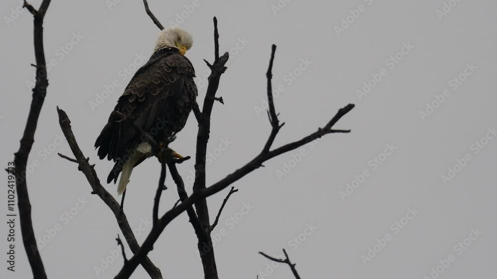Bald Eagle preening while perched on a branch high in a tree Bald Eagle preening while perched on a branch high in a tree
