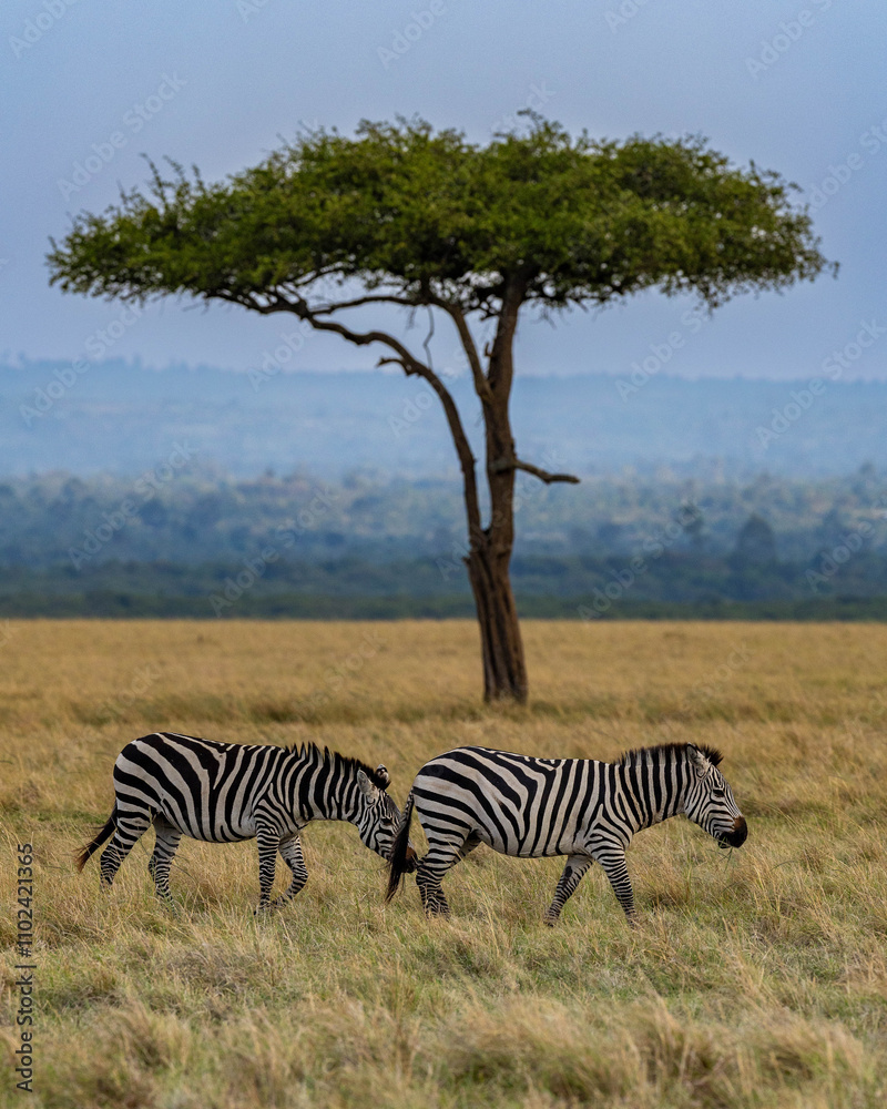 Obraz premium Zebras and acacia tree