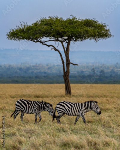 Zebras and acacia tree