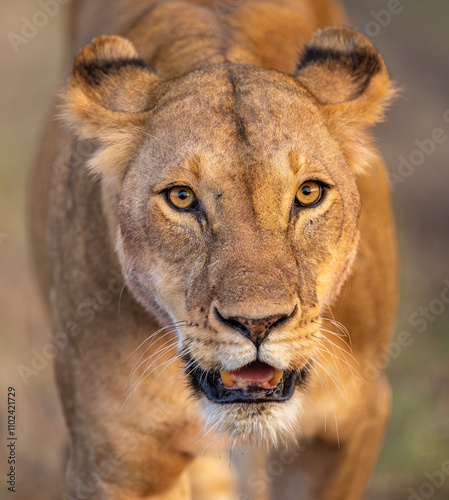 Lion Mama