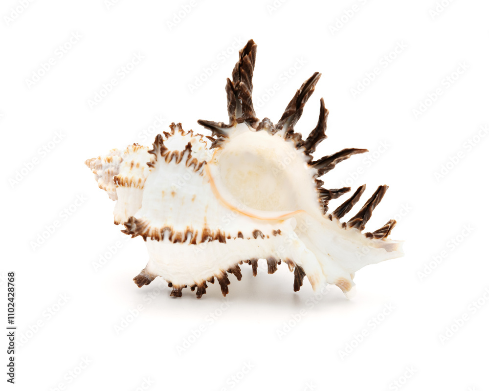 Unique Spiny Seashell on White Background Unique Spiny Seashell on White Background
