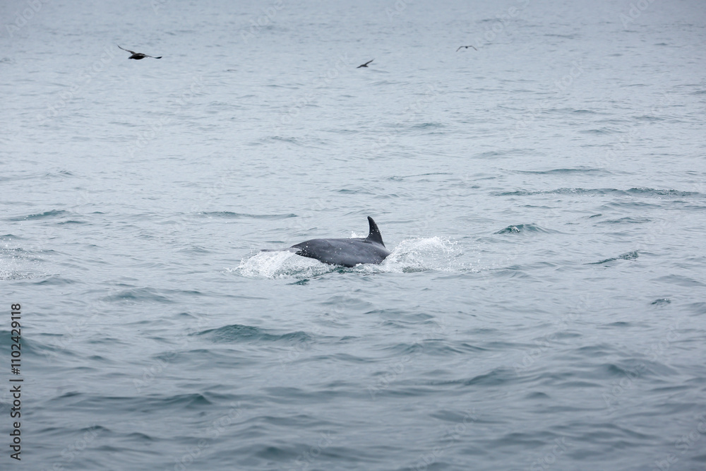 Obraz premium A view of several short-beaked common dolphins, emerging out of the water, seen off the coast of Southern California.