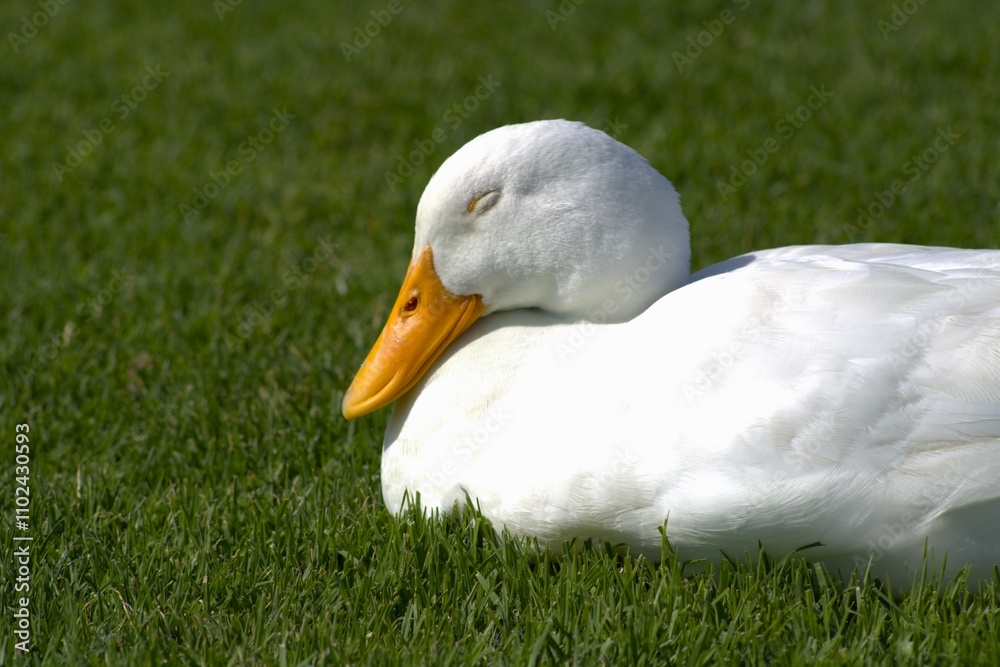 Obraz premium white duck with yellow beak sleeping on grass