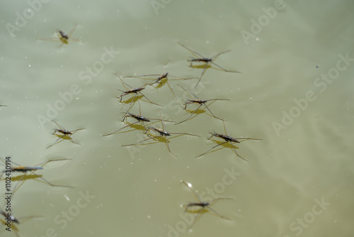 Group of water strider gerridae on water surface. Common pond skater in habitat. Bug waterbender live in stagnant and slowly flowing bodies of water. Gerris lacustris are family of hemipteran insects. photo