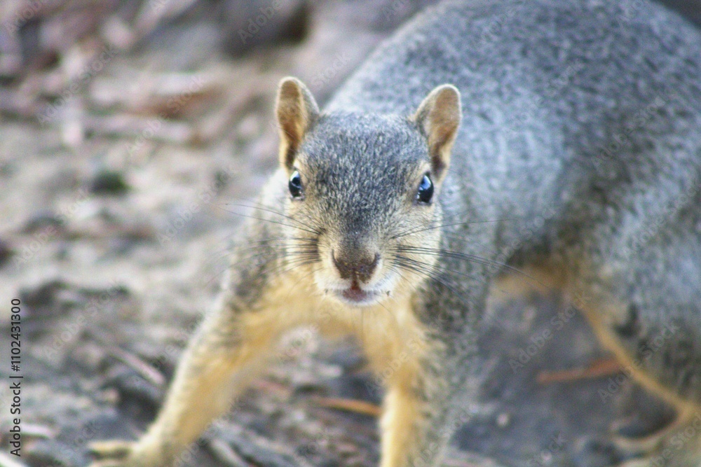 american squirrel getting ready to pounce american squirrel getting ready to pounce