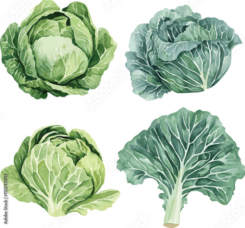 watercolor Cabbage Leaves set on white. Salad leaves vector watercolor set. Hand drawn illustration. Different types of salads.