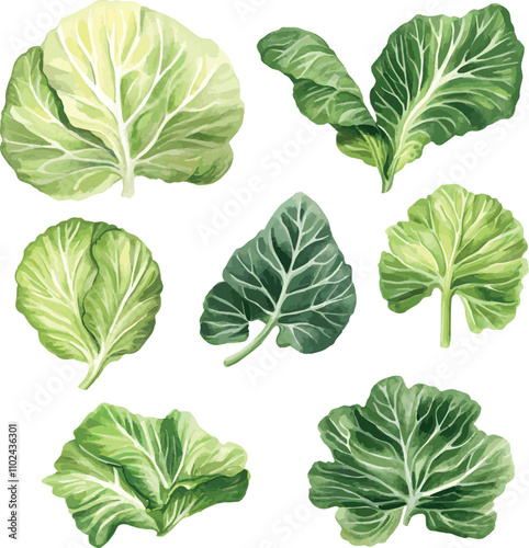 watercolor Cabbage Leaves set on white. Salad leaves vector watercolor set. Hand drawn illustration. Different types of salads.