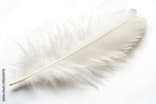 Soft Curled Feather: A Light and Smooth Isolated Piece Against a Black Background