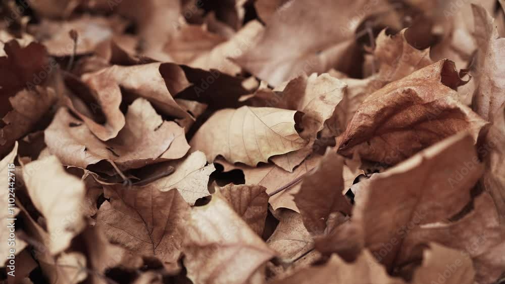 Panning through a dead brown pile of leaves on the ground during winter time. Panning through a dead brown pile of leaves on the ground during winter time.