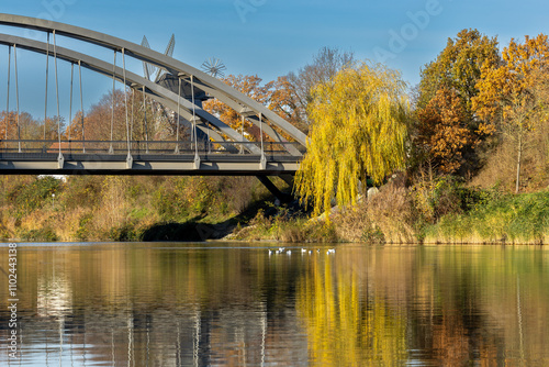Eine Gruppe Wasservögel schwimmt vor einer Trauerweide unter einer Brücke auf einem Fluss