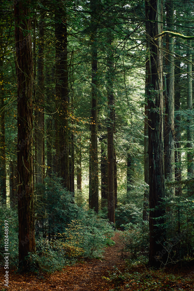 Fototapeta premium footpath in the woods
