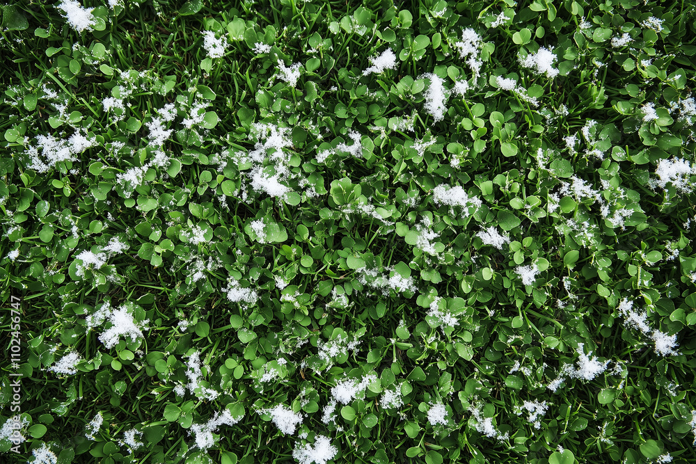 Snow on backyard lawn composition background. First Signs of Winter: Green Grass Covered with Snow in a Garden Setting. Snow on backyard lawn composition background. First Signs of Winter: Green Grass Covered with Snow in a Garden Setting.