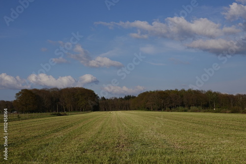 field of wheat in spring