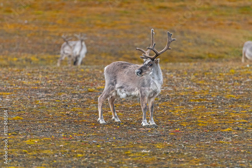 Svalbard Reindeer on the Arctic Tundra