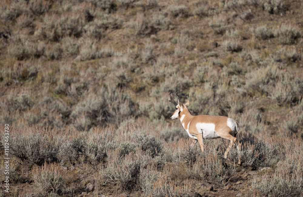 Fototapeta premium Pronghorn Antelope Buck in Wyoming in Autumn