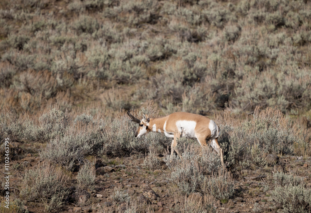 Obraz premium Pronghorn Antelope Buck in Wyoming in Autumn