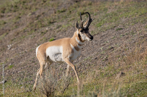 Pronghorn Antelope Buck in Wyoming in Autumn