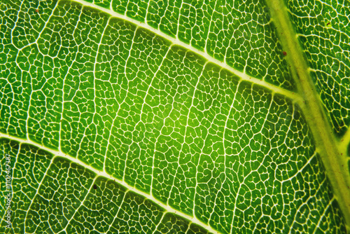 Eco bio green leaf extremely close-up macro fiber cell structure background texture
