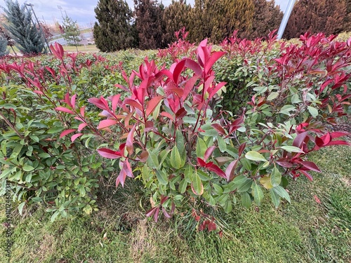 Fraser photinia, red tops (Photinia x fraseri), Vibrant red green leaves. close up Red tip photinia and Christmas berry, is rose family, Rosaceae. It is a hybrid between glabra and serratifolia.
 photo