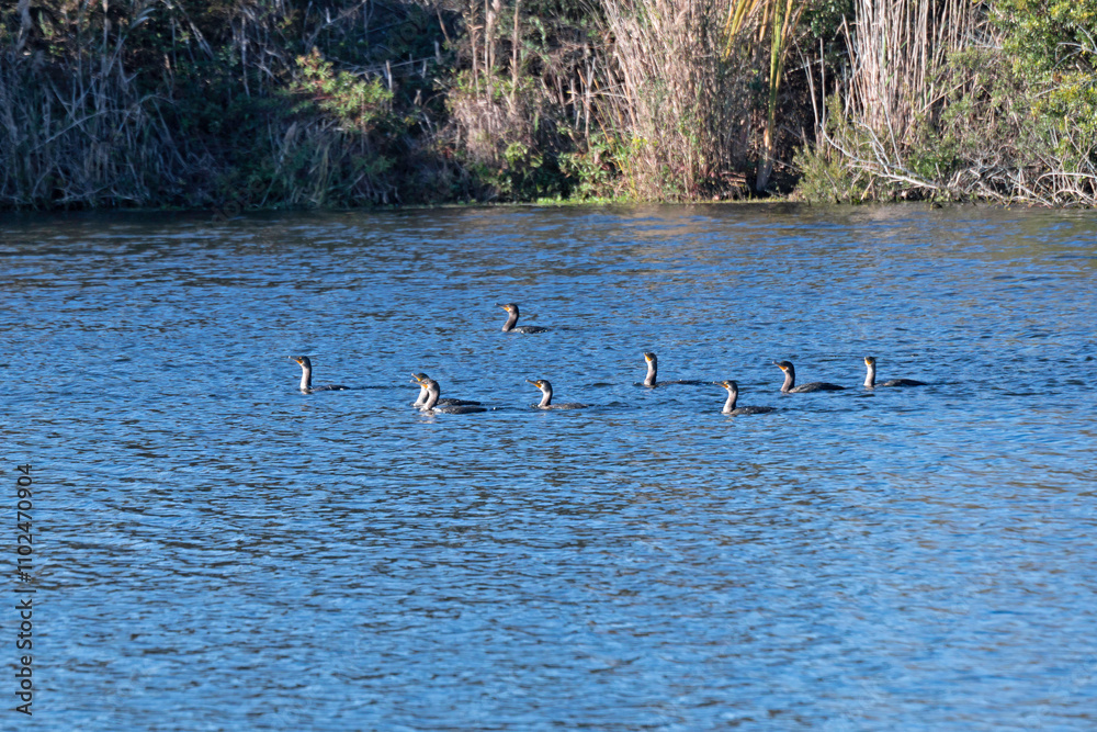Fototapeta premium Group of nine Cormorants swimming in freshwater lake.