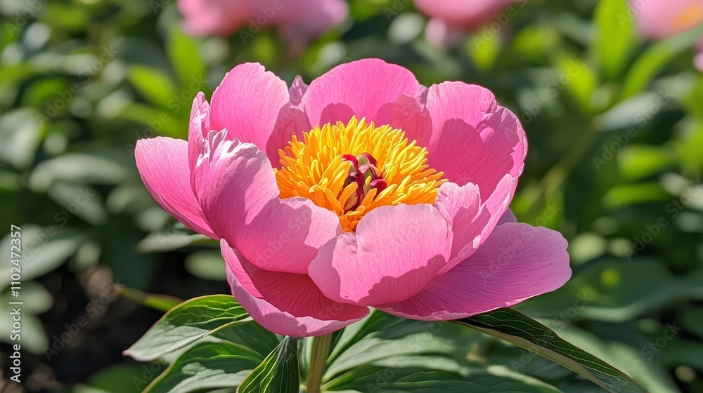 A vibrant pink peony flower captured in stunning close detail.
A vibrant pink peony flower captured in stunning close detail.