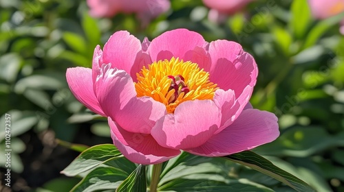 A vibrant pink peony flower captured in stunning close detail.


