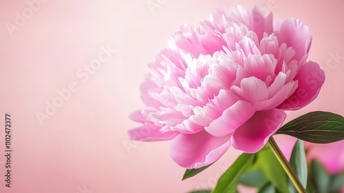 A vibrant pink peony flower captured in stunning close detail.