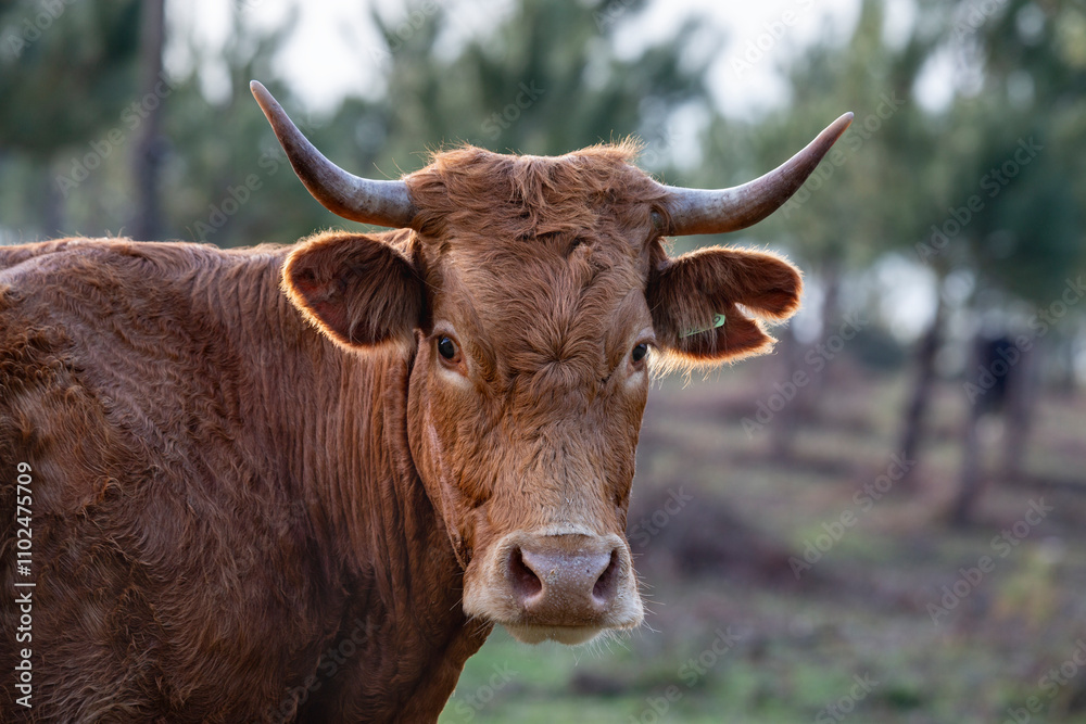 Galician Rubia cows graze freely in the mountains of Oia, Pontevedra Galician Rubia cows graze freely in the mountains of Oia, Pontevedra