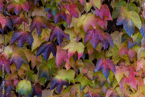 Foglie colorate