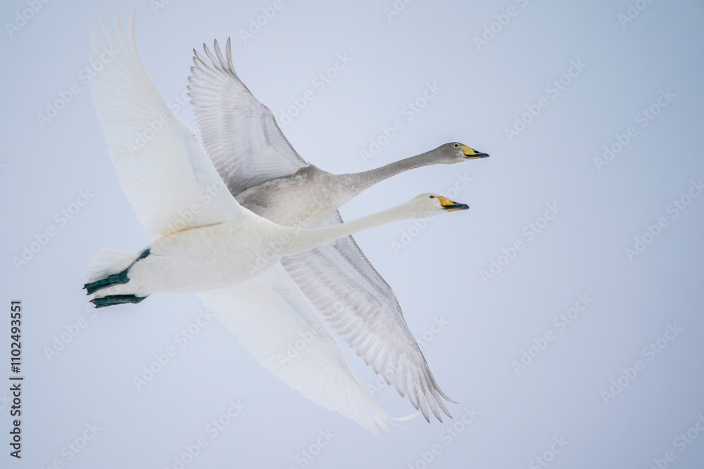 Obraz premium Whooper Swans in flight