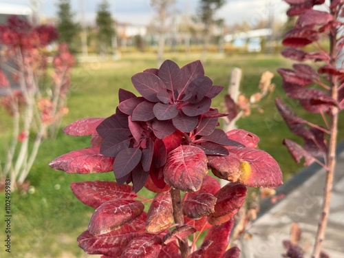 Smoke Tree or Cloud Tree Cotinus Coggygria autumn leaves. Leaves in yellow, orange, green colors. Cotinus coggygria, Rhus cotinus, European or Eurasian smoke tree, Venetian sumac or dyer sumac.
