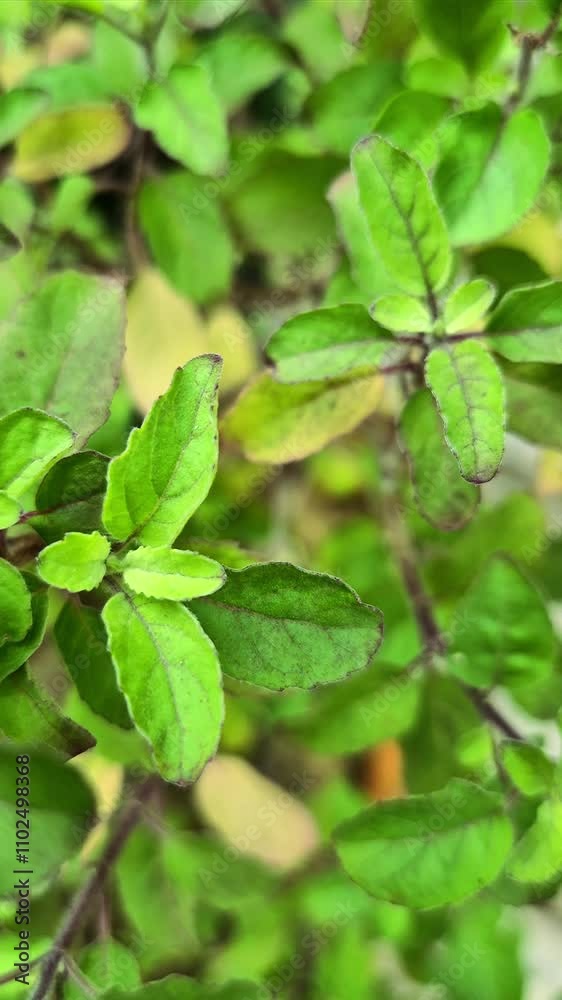 Holy basil or tulsi in the garden, these aromatic hot basil plants are used in traditional medicine in Asia. Holy basil or tulsi in the garden, these aromatic hot basil plants are used in traditional medicine in Asia.