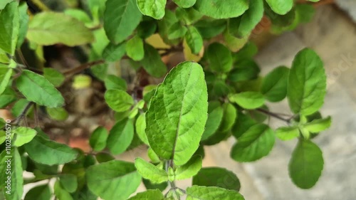 Wallpaper Mural Holy basil or tulsi in the garden, these aromatic hot basil plants are used in traditional medicine in Asia. Torontodigital.ca