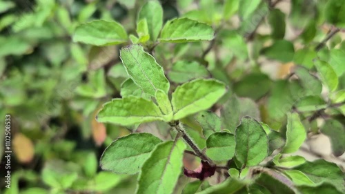 Wallpaper Mural Holy basil or tulsi in the garden, these aromatic hot basil plants are used in traditional medicine in Asia. Torontodigital.ca
