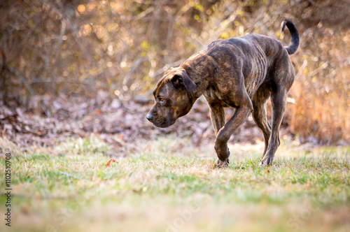 An emaciated Presa Canario dog outdoors photo