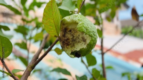 Drosophila pierces the guava fruit causing to rot. The guava trees.
