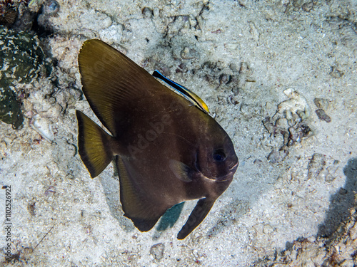 Circular Batfish - adult (Platax Orbicularis) and remora on it Bluestreak Cleaner Wrasse (Labroides dimidiatus) photo